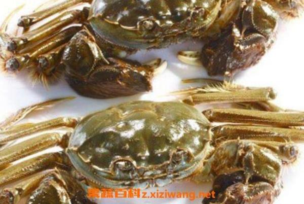 湛江活的奄仔蟹如何保存