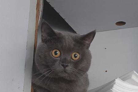 蓝猫眼神为什么很凶