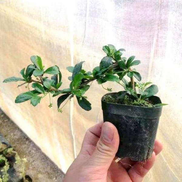 福建小叶茶养护方法