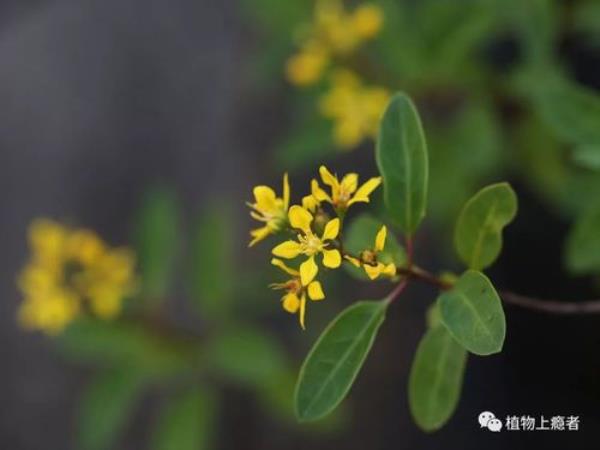 花序顶生是什么意思