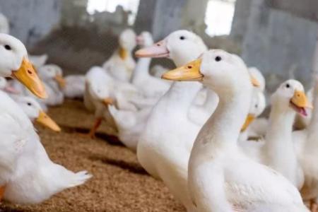 肉鸭出栏前喂盐水的比例