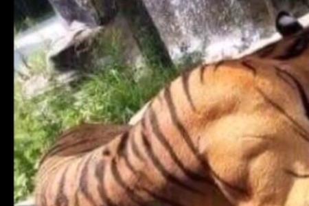 乳虎啸谷，百兽震惶的意思