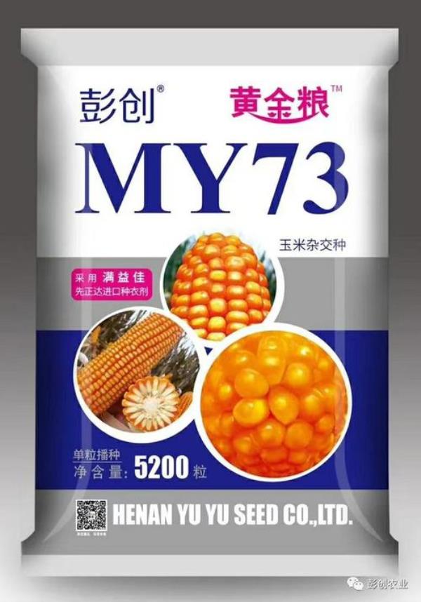 黄金粮my73和鲁星702哪个高产