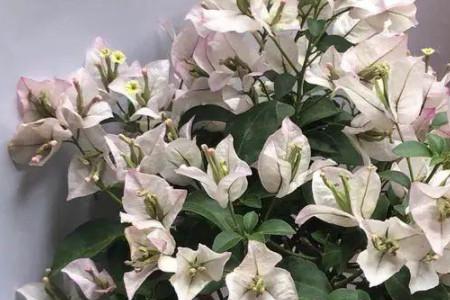 桑博士三角梅勤花吗