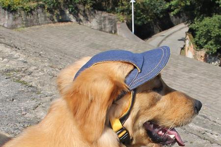 dogsun是狗儿子吗