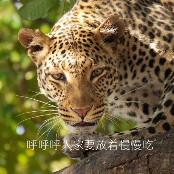 老虎豹子身上肉能吃吗