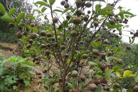 油茶保花保果施什么药物