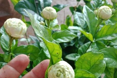 茉莉花没开的时候香吗