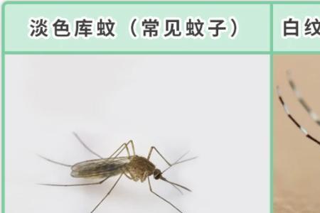 广西蚊子最多的城市