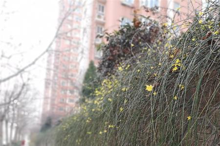冬季迎春花移栽方法