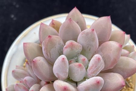 多肉香水怎样出状态