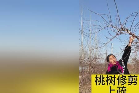 白露后可以修剪桃树吗