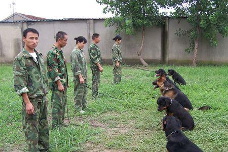 训犬学校排行榜前十名