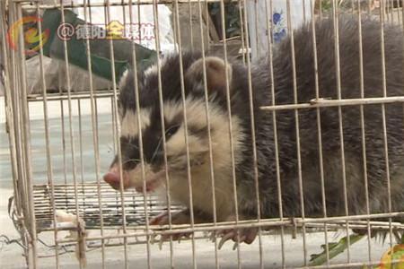 养殖鼬獾有什么注意事项