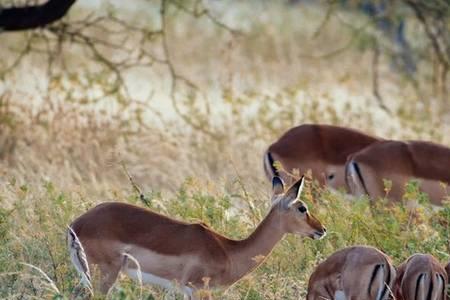 纹丝不动的动物是什么生肖
