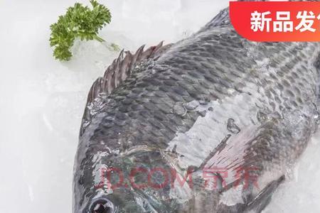 福寿鱼属于海鲜类吗