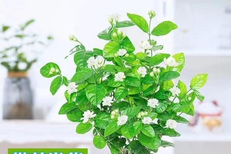 水培茉莉花的十大禁忌