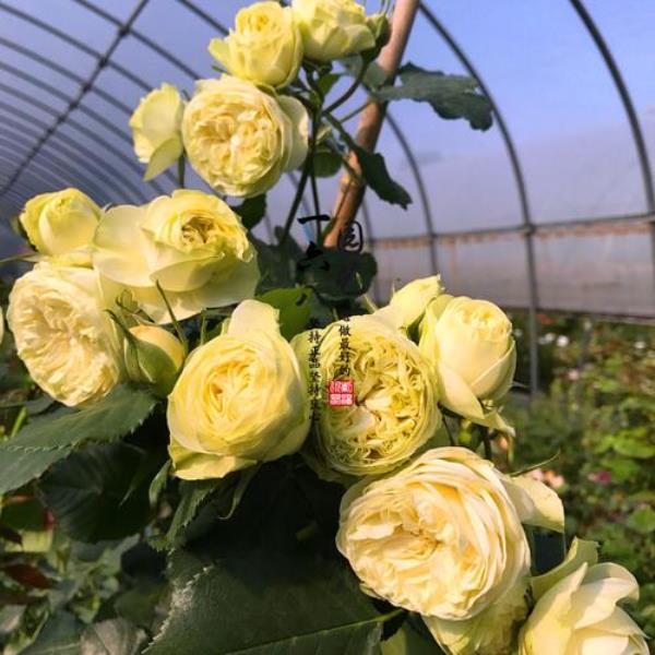 园艺王子月季适合广东吗