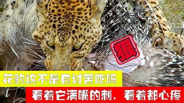 猎豹的肉能不能吃