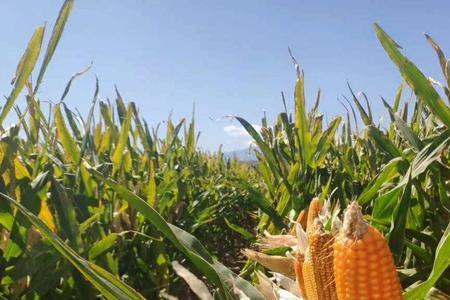 dy9874玉米种介绍