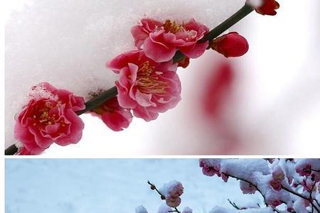 梅花傲雪什么意思