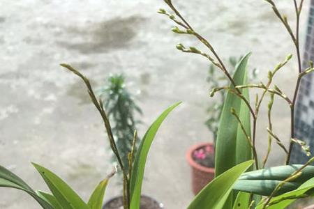 文心兰出花箭可以喷叶面水吗