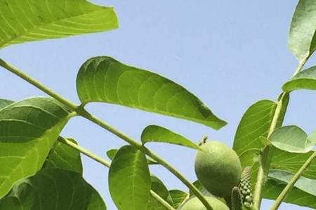 核桃树是硬木吗