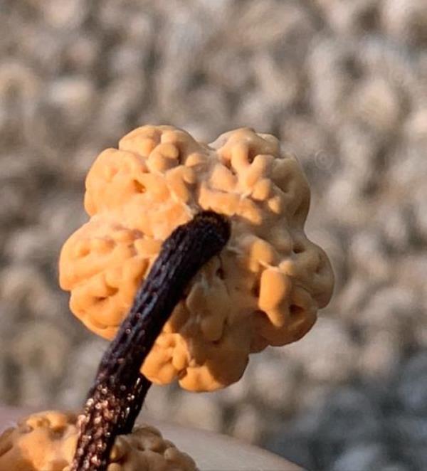 金刚帝王花值得盘玩么