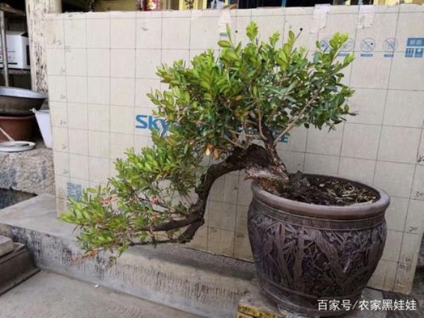 盆景桩子虫洞怎么处理
