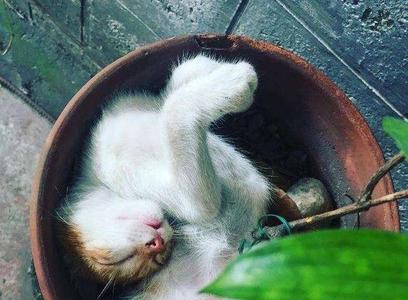 喜感是什么意思啊
