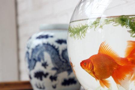 溪流缸怎么用黄粉