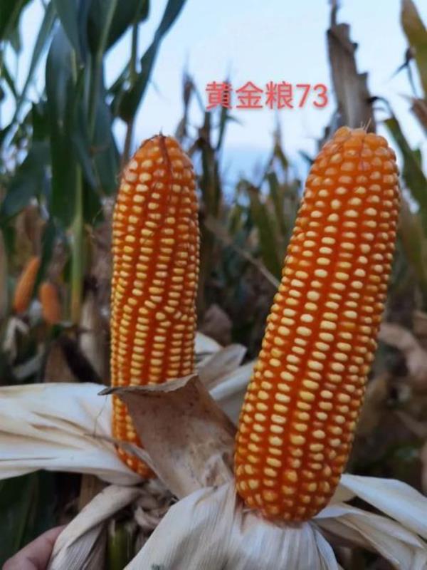 黄金粮my73和东单1331哪个好