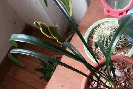粉香蝶兰花是什么品种