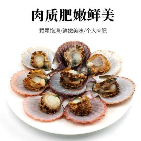 扇贝是海虹吗