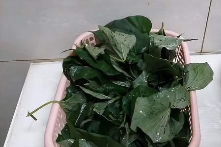 粽子和叶子蒸好吃不