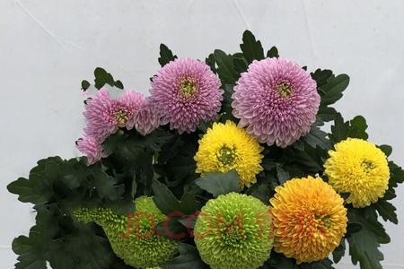 乒乓菊夏天不开花