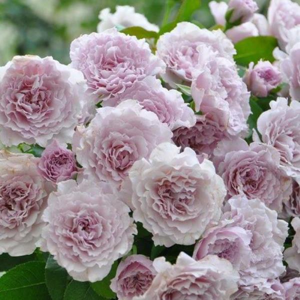 蜻蜓月季广东能养吗