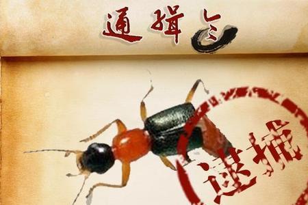 隐翅虫活动时间