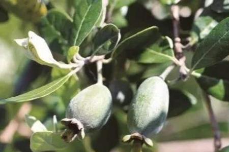 菲油果缺点