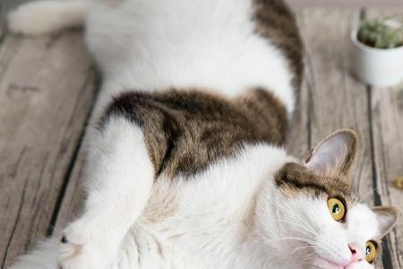 这是你家的猫用文言文说