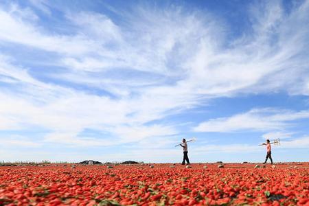 辽宁的气候环境适合种植枸杞吗