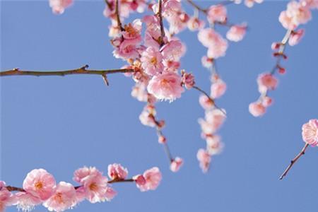 描写梅花和其它的花对比的句子