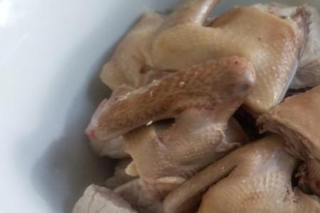 最正宗炖鸽子要焯水吗