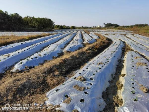 地膜覆盖玉米苗多大可以破膜