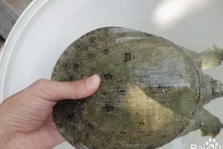 如何粘网抓甲鱼