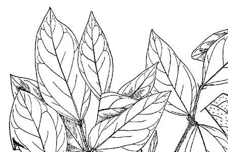 黄豆苗简笔画