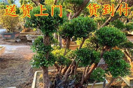 赤楠盆景什么时候出屋