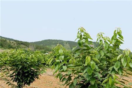 樱桃苗须要搭配公苗吗