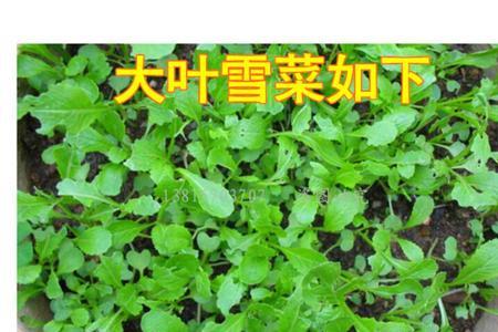 芽菜与雪里红有区别吗