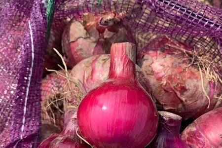 山东洋葱产地哪里最好